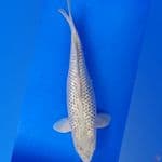 Soragoi Ginrin 40cm 