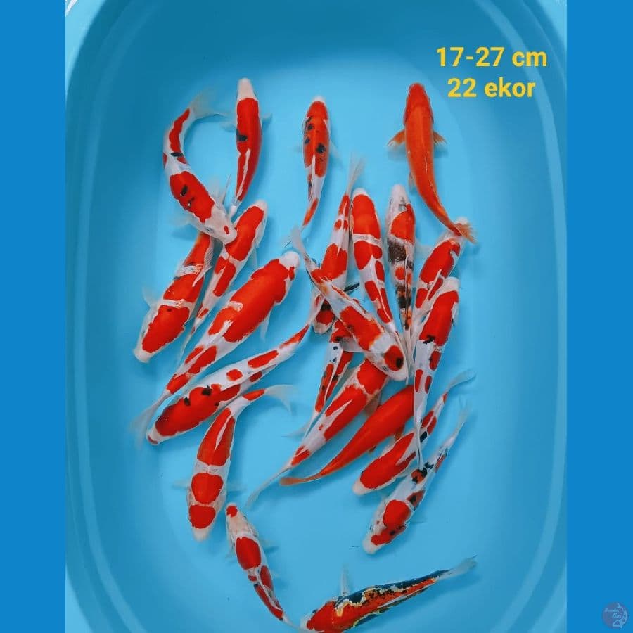 GOSANKE MIX | 17-27 cm| Uncheck