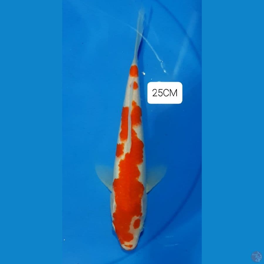 Strong Kohaku 25CM