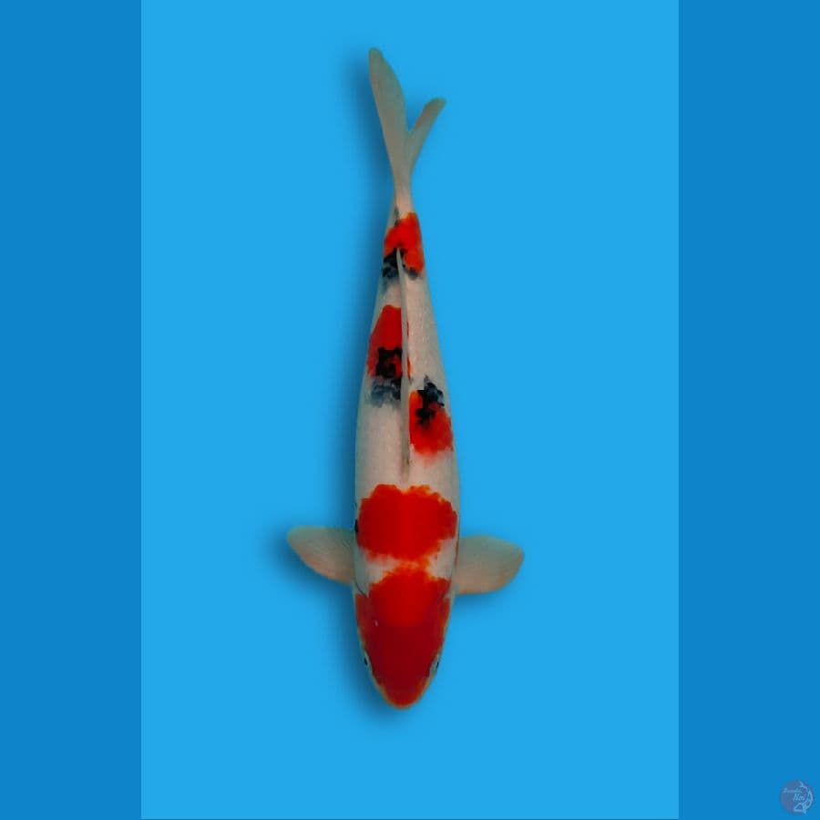 Sanke Jantan 40cm