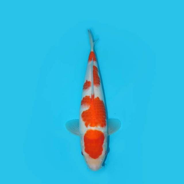 KOHAKU F1 GOOD