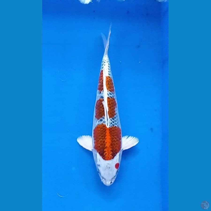 kujaku 3 step 30 cm