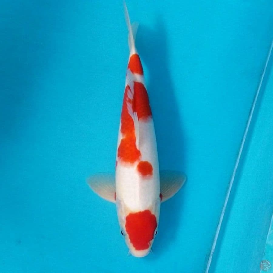MARUTEN KOHAKU 35 BU