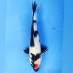 Ori Tancho showa 27cm