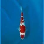 Obral OB Nol Kohaku Super 30cm