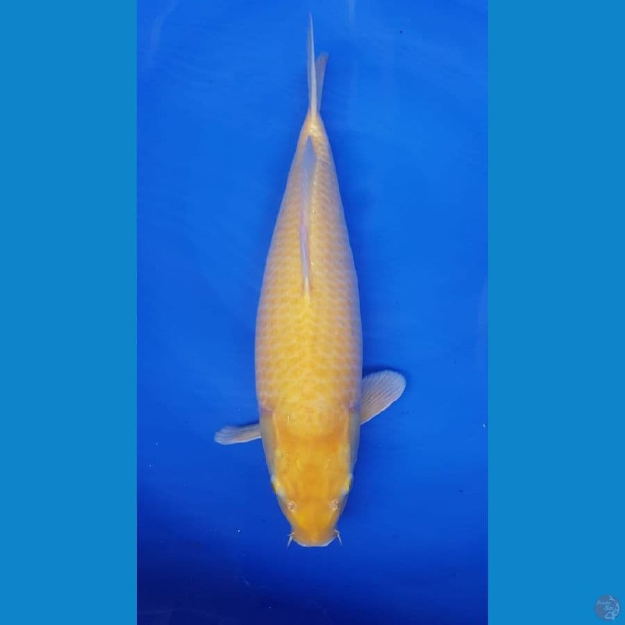 karasi 44cm mata merah bulky