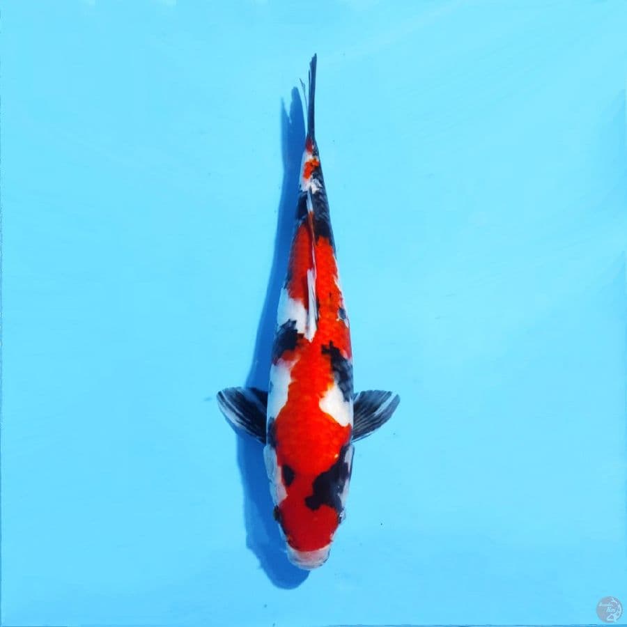 6. F43cm Inazuma showa