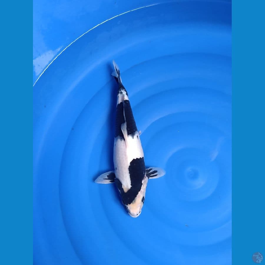 Shiro 40cm SQ fimale
