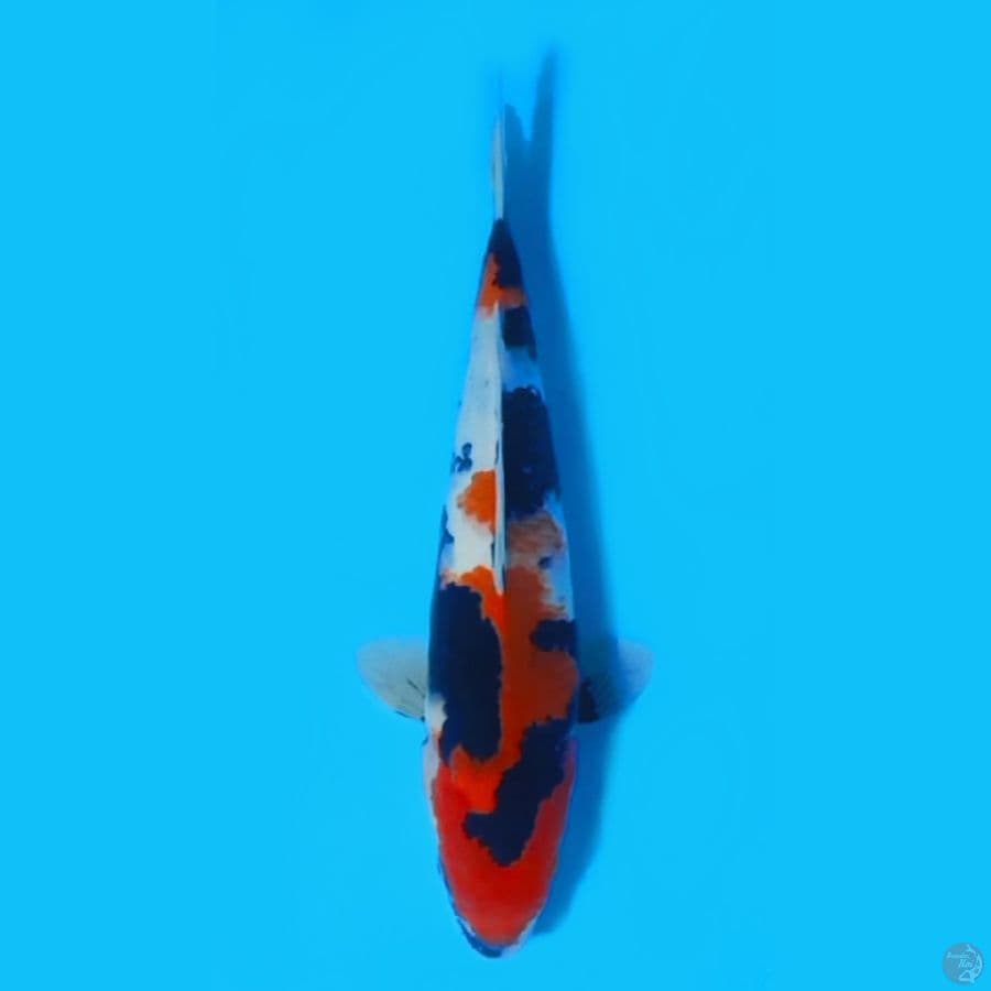 SHOWA 35cm FEEMALE