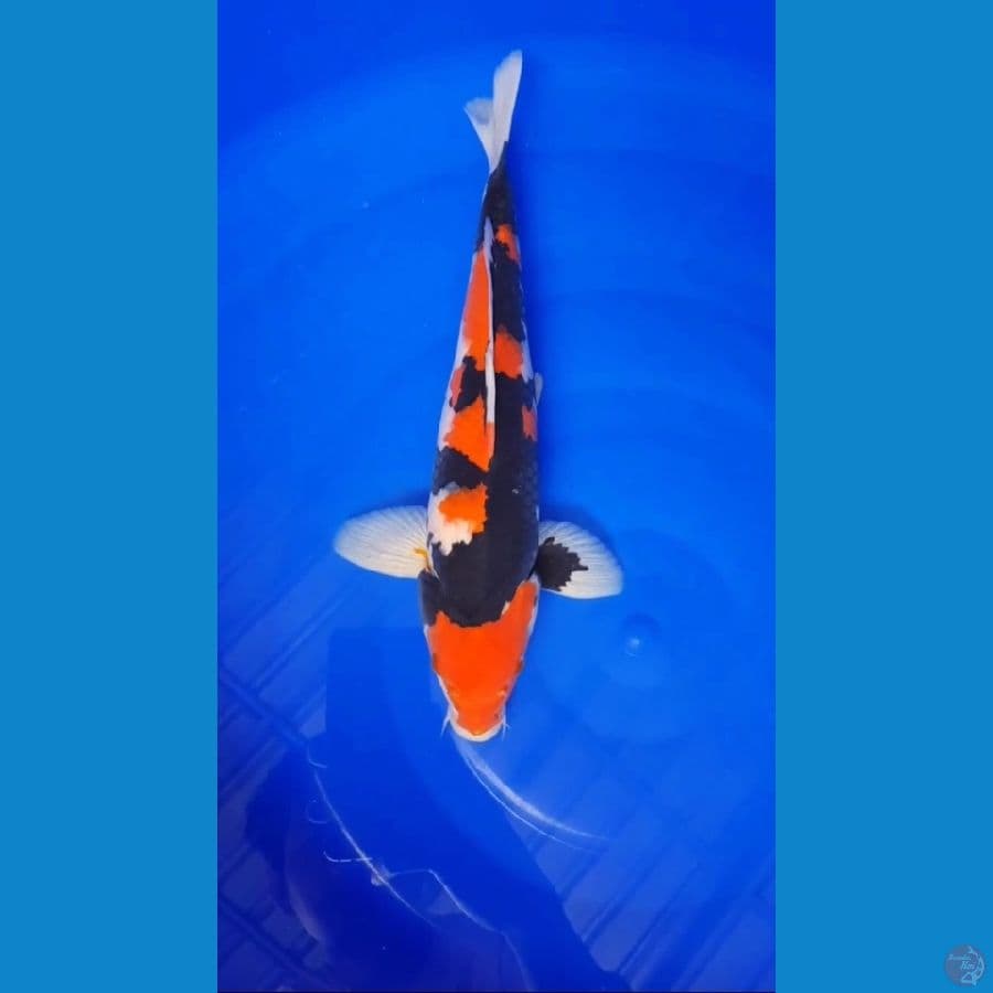 Hi Showa HQ - 35cm Male