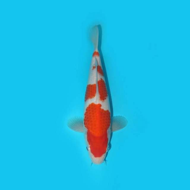 KOHAKU F1 SUSPECT MALE