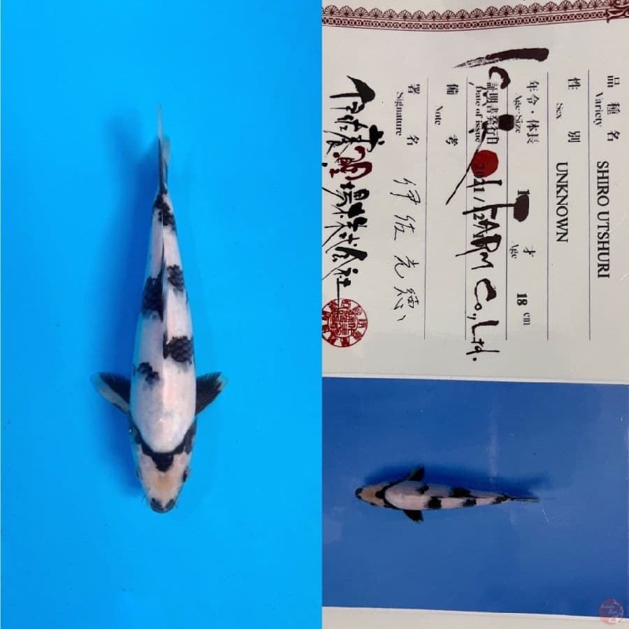 ISA SHIRO UTSHURI 20cm