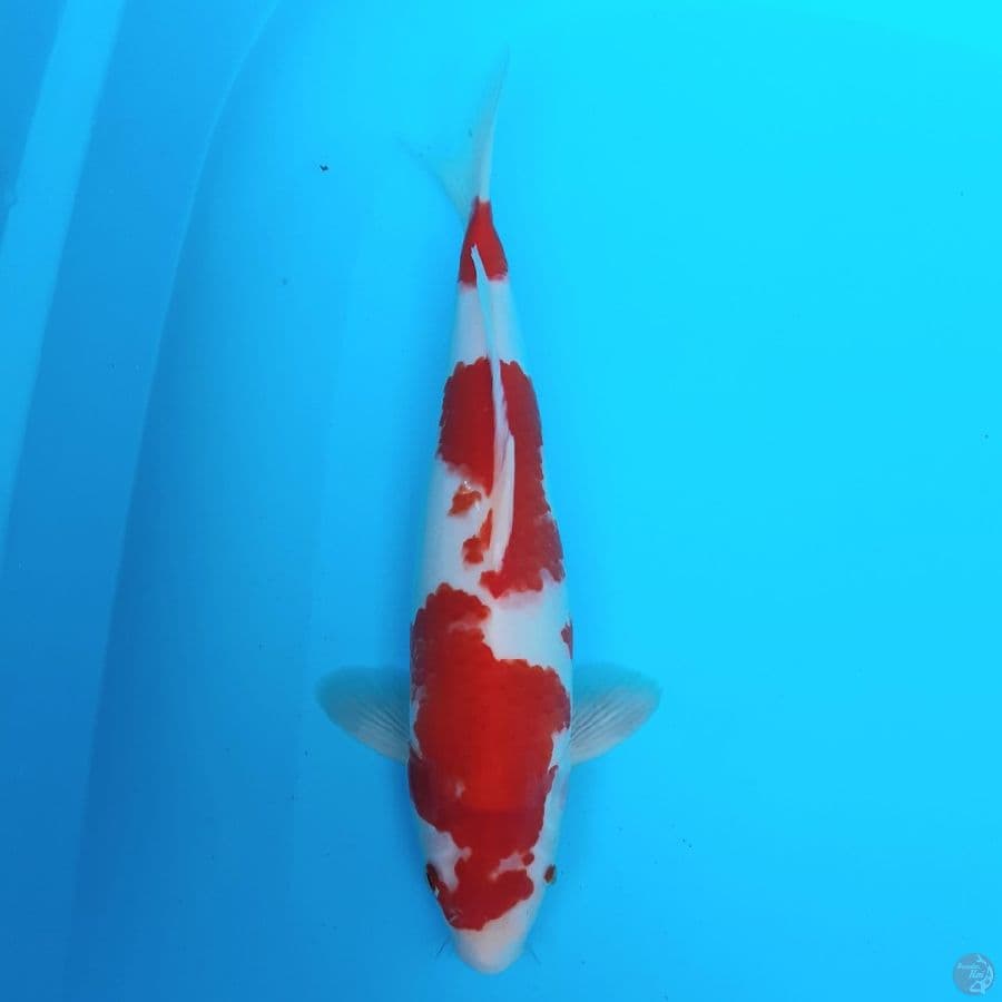 Kohaku