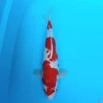 Kohaku
