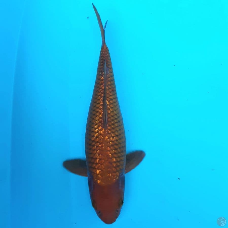 cagoi ginrin 29 cm