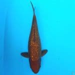 cagoi ginrin 29 cm