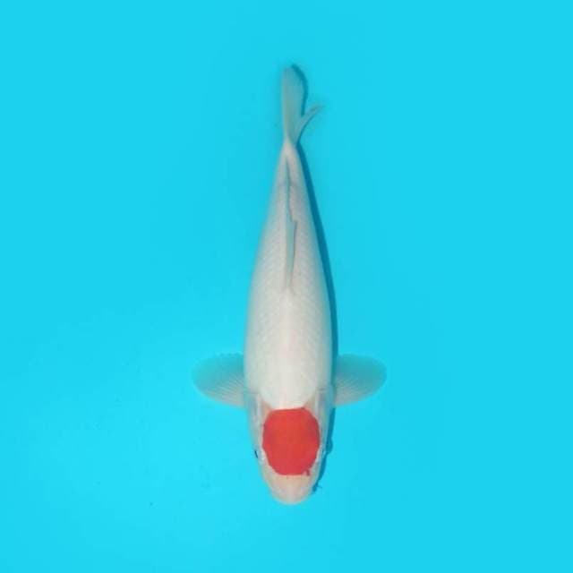 TANCHO KOHAKU F1 HIGH QUALITY