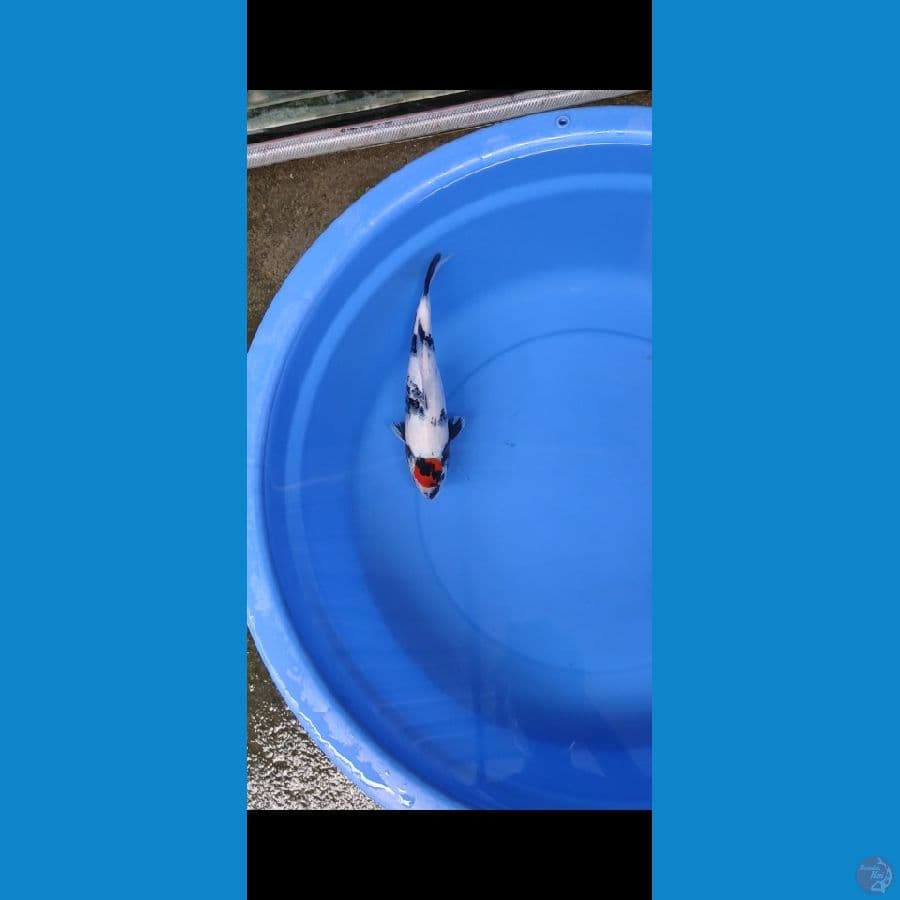 Tc Showa Male 30cm