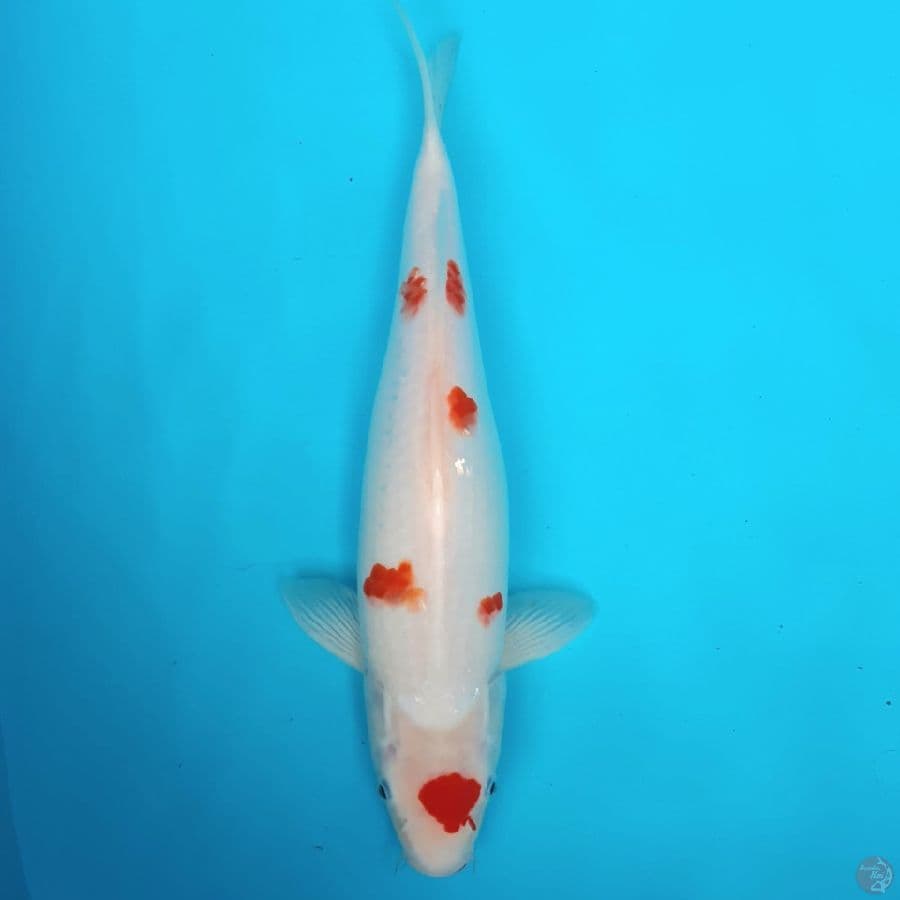 kohaku Sakura