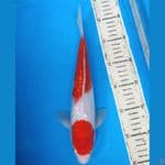 kohaku ginrin