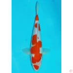 kohaku baby face kucibeni 27cm male