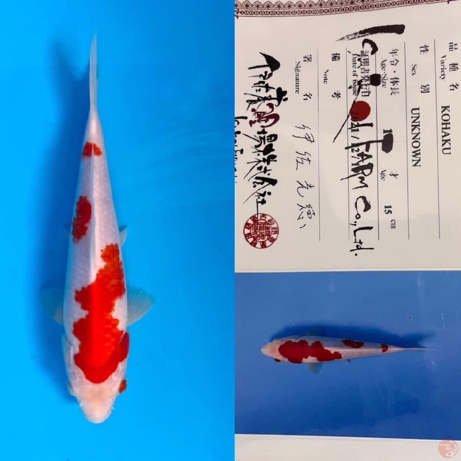 ISA KOHAKU 20cm