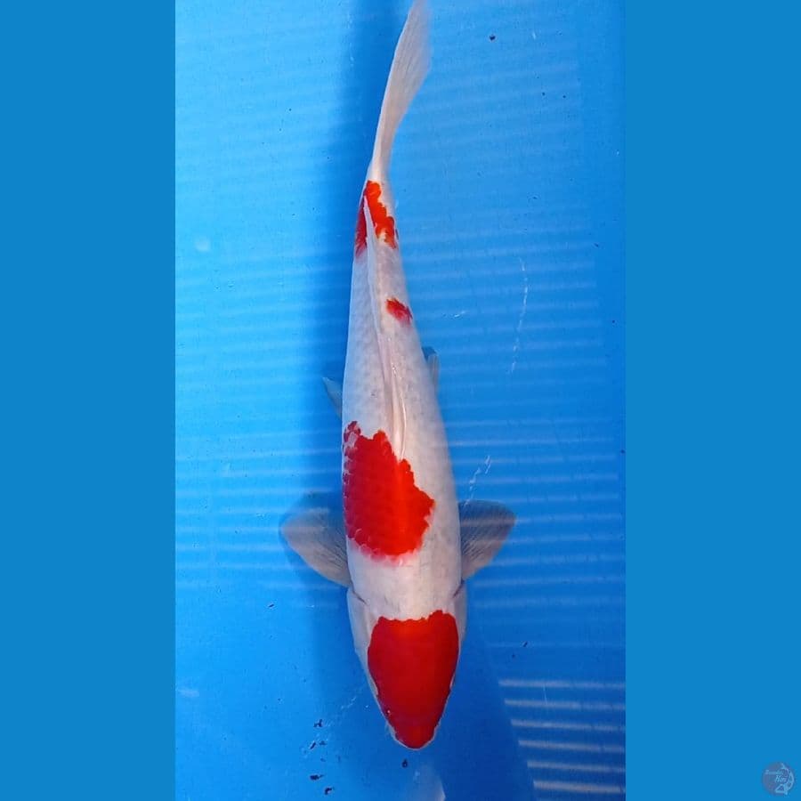 Kohaku