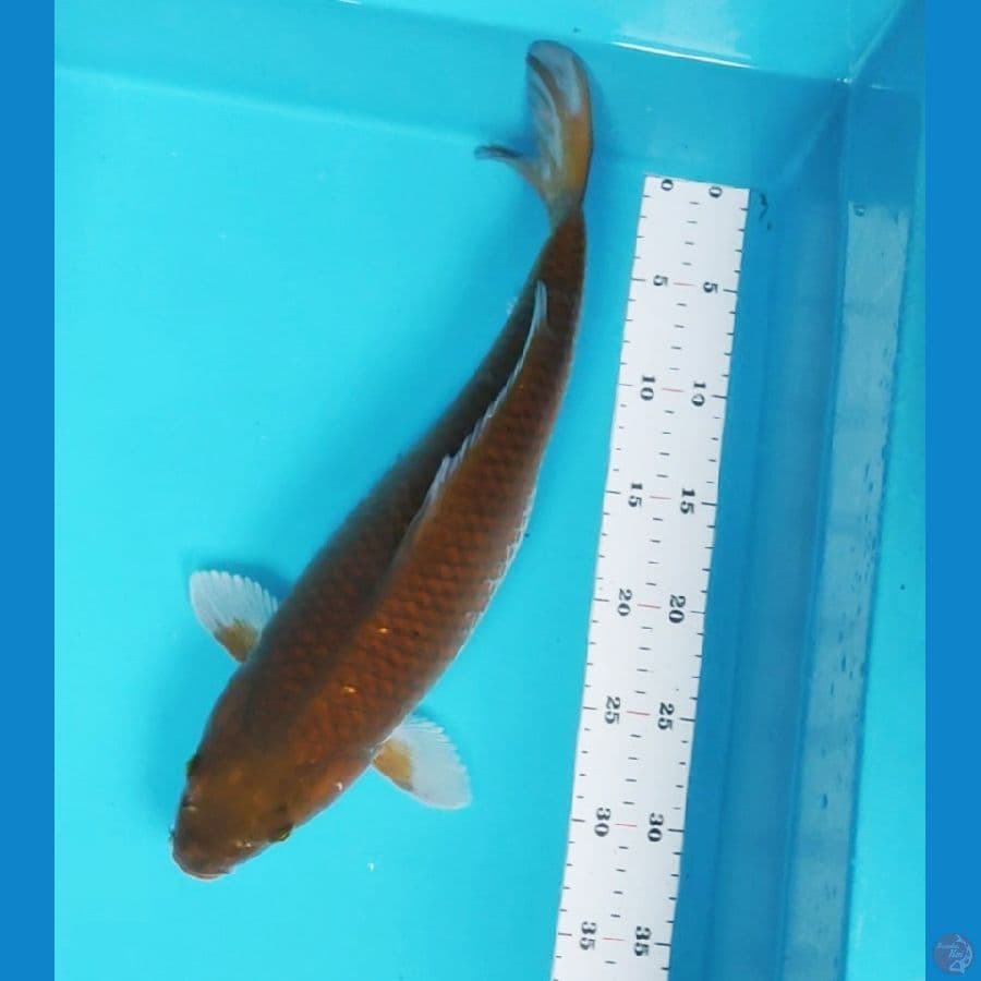 chagoi 42cm