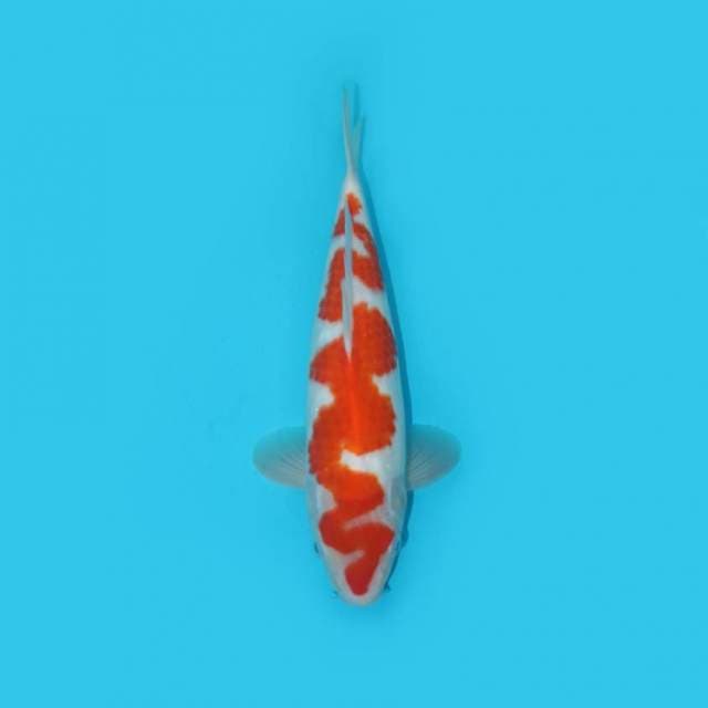 KOHAKU F1_SNAKE LEGEND