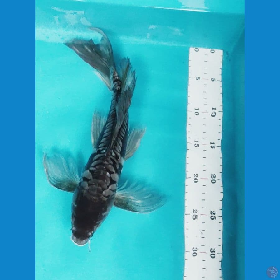 kumpay antik 34cm