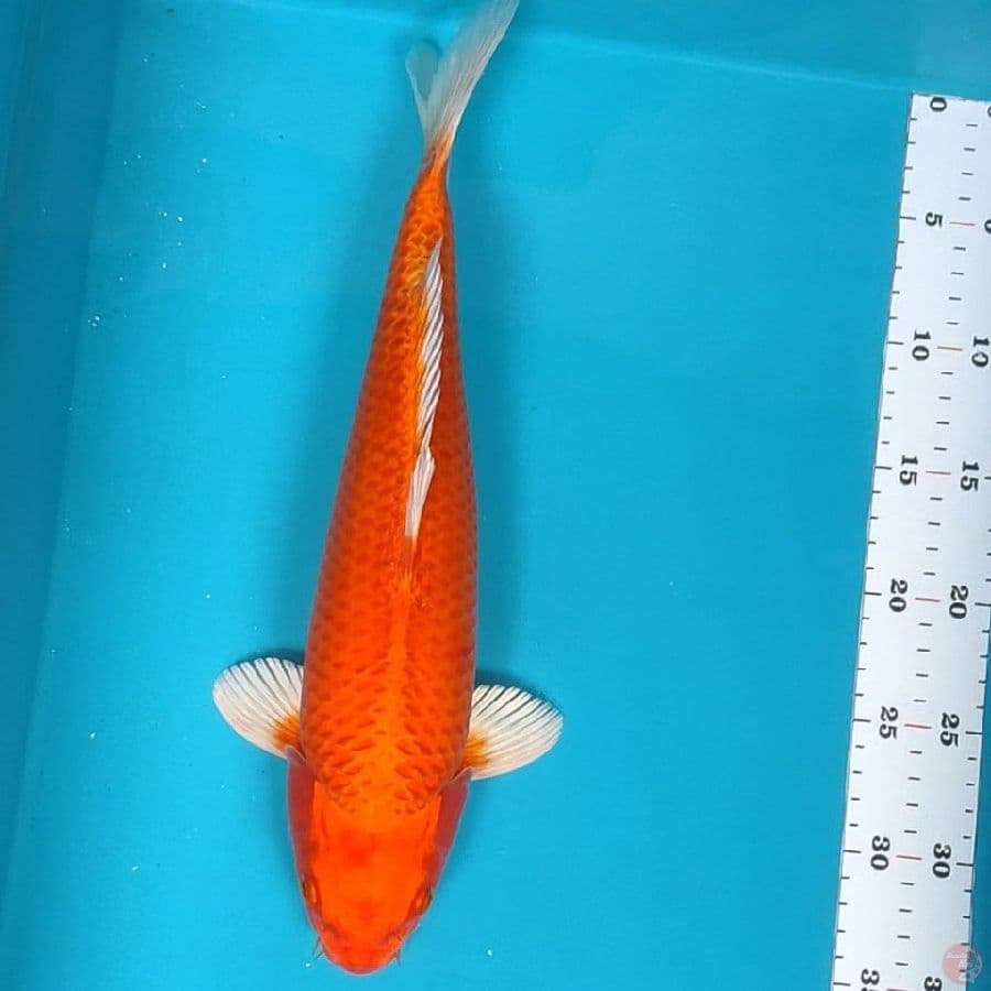 aka matsuba 36cm male