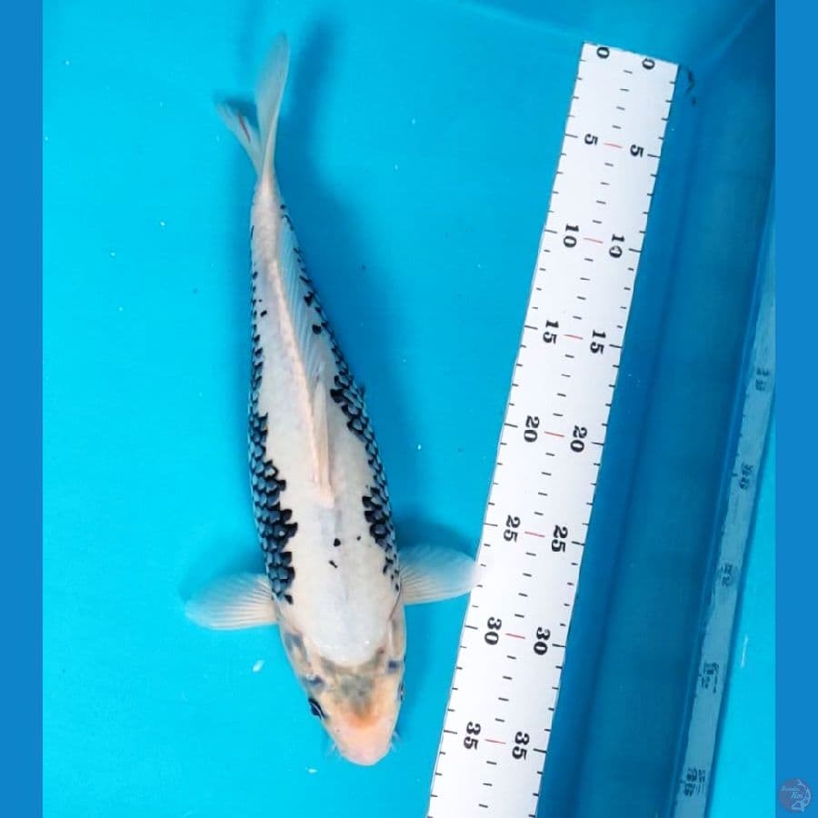 matsukawabake 33cm