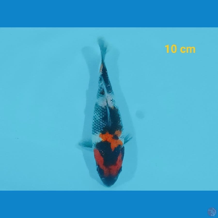 Shot body ginrin 10 cm