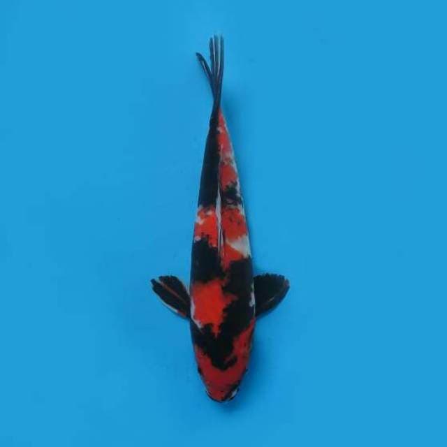 32cm Male - Showa Sanshoku Strong 