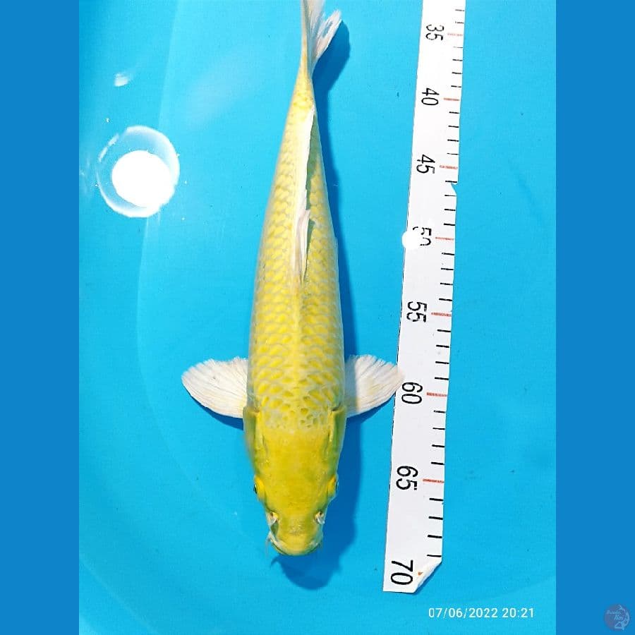 OGON 35 CM MALE