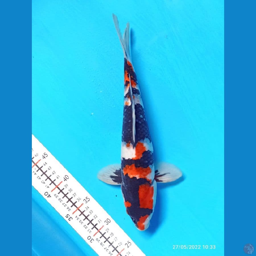 SHOWA 35 CM
