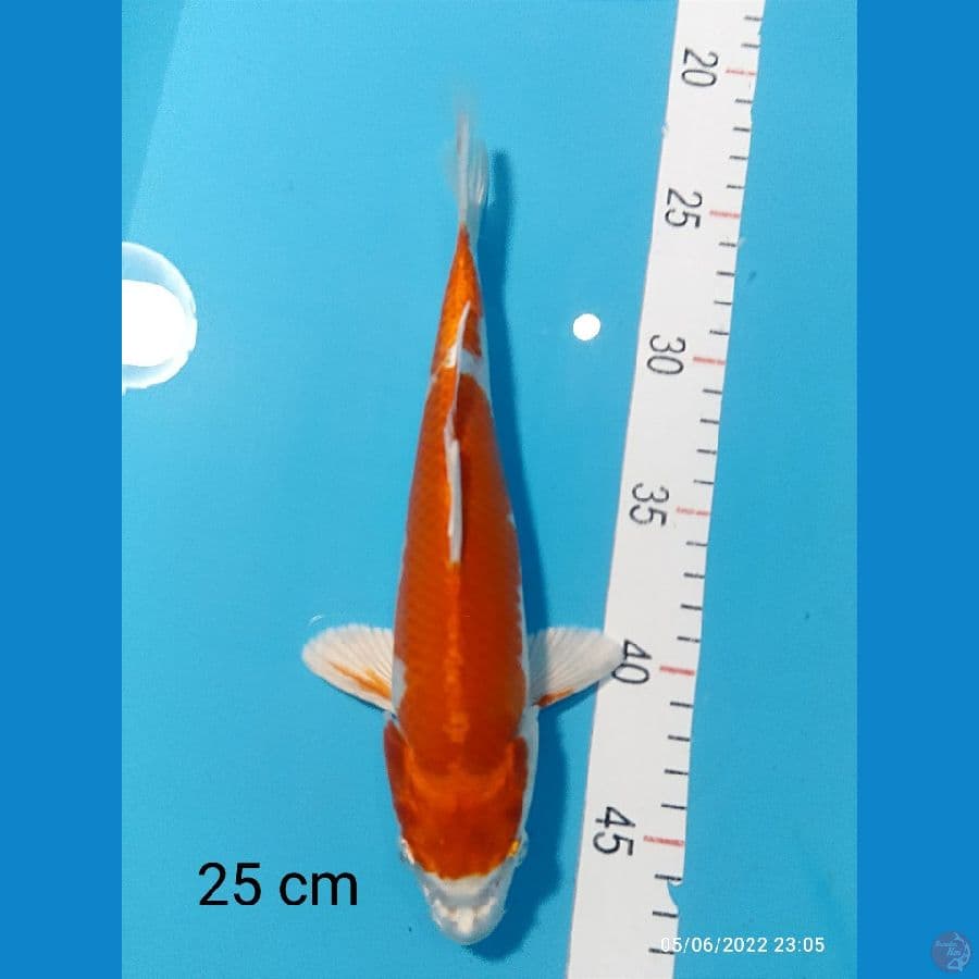 KUJAKU 25 CM