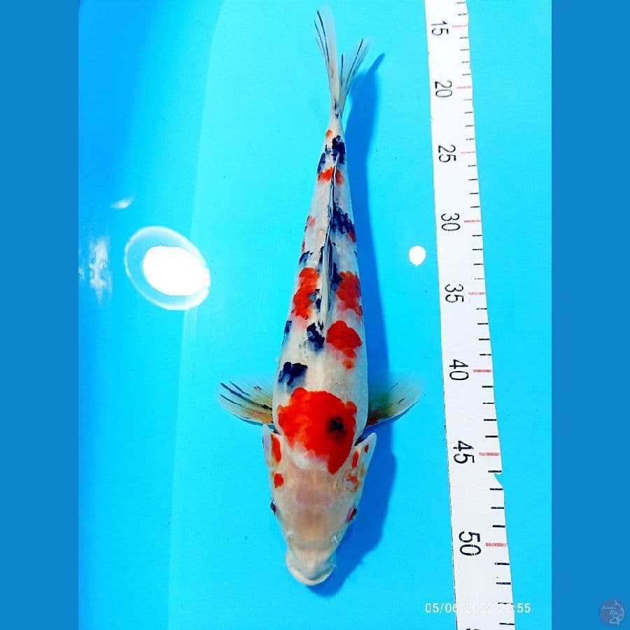 SANKE 35 CM