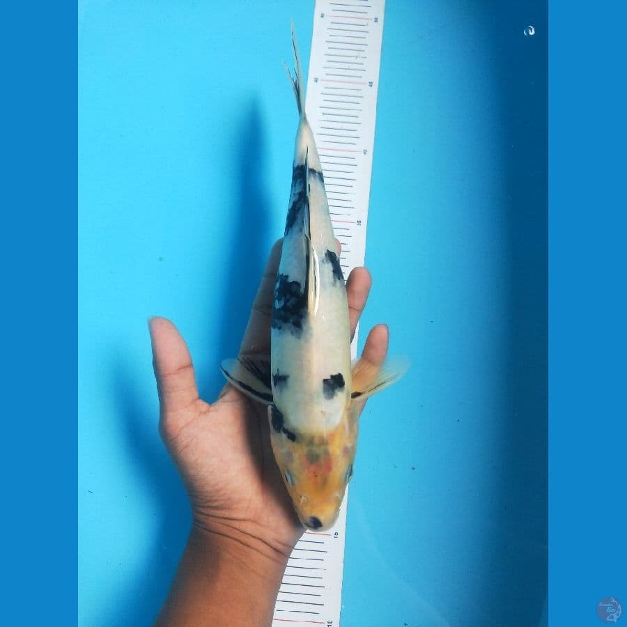 Shiro 28 cm