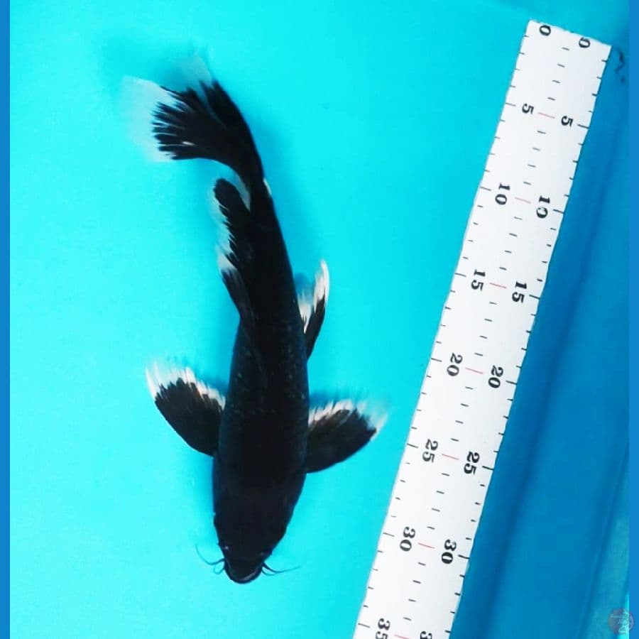 kumpay rare black hajiro 29cm