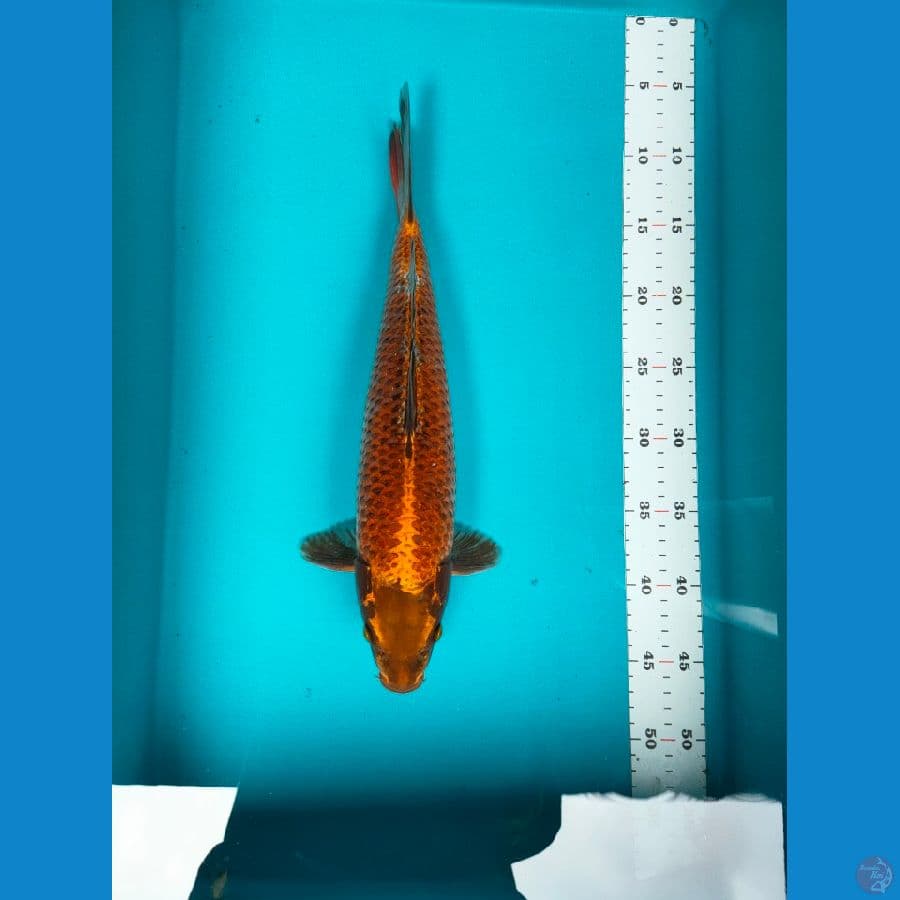 red chagoi 38cm male