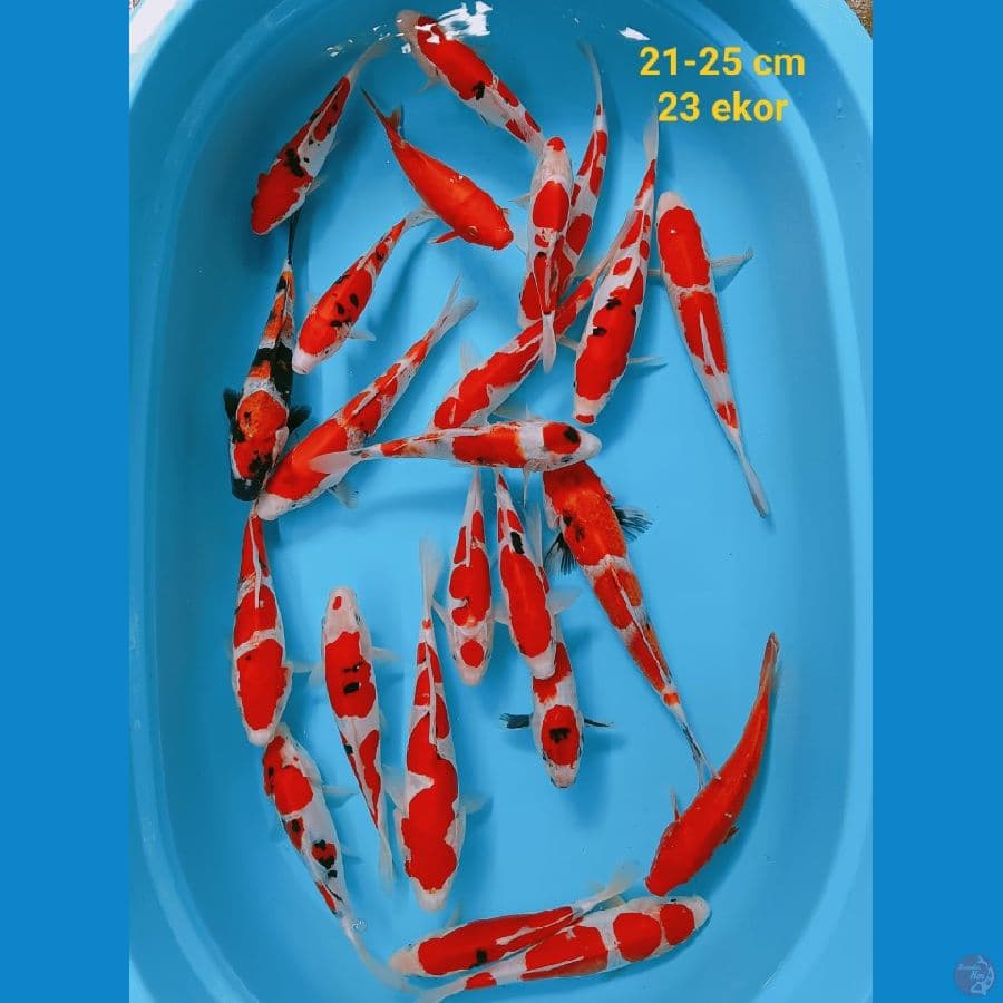 paket mixs 23 ekor 21-25 cm