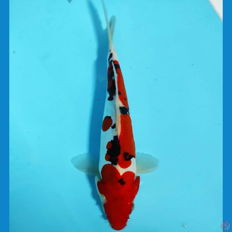 DOITSU SANKE 25CM/MALE