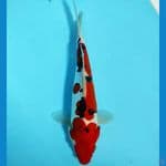 DOITSU SANKE 25CM/MALE