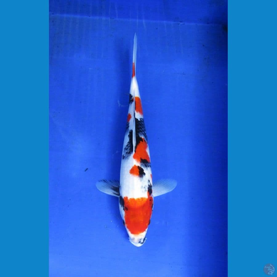 showa ±35cm