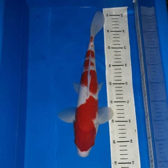 Super Red Kohaku