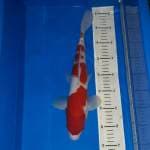 Super Red Kohaku