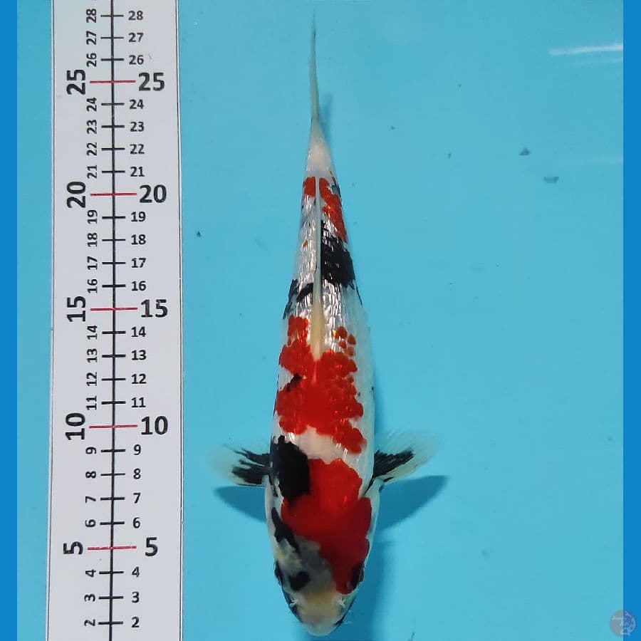 SENTAKU 13 ~ SHOWA GINRIN 24CM