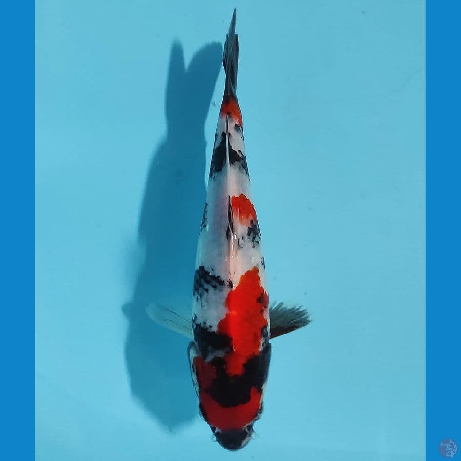 SENTAKU 14 ~ SHOWA 20CM