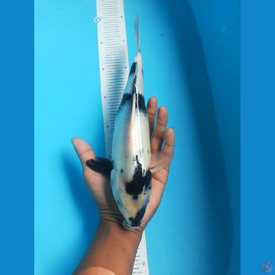 Shiro 29 cm